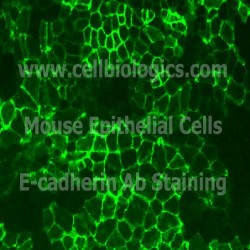 SD Rat Epithelial Cells (31)